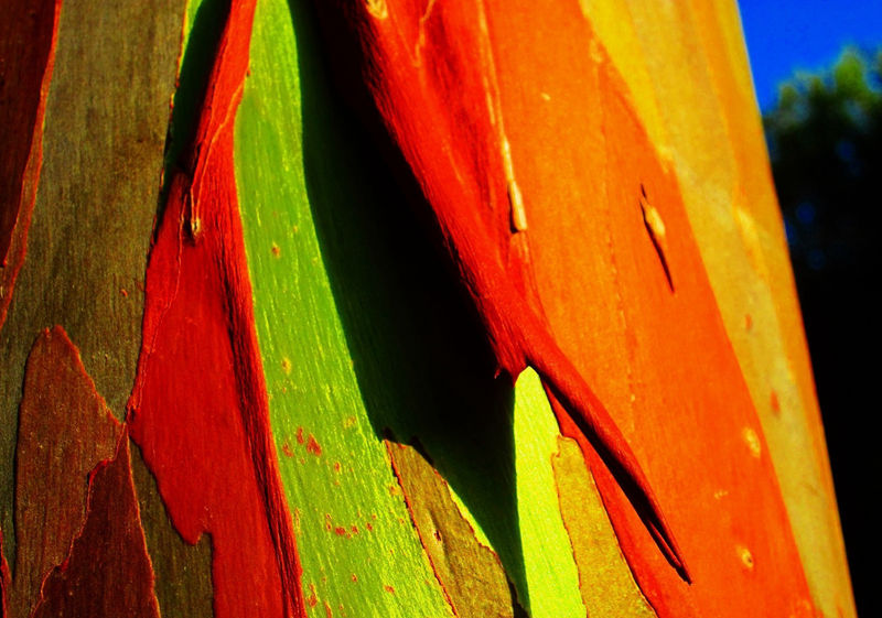 8个与众不同的森林,像来自外星球--置顶表情